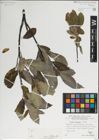 Foto von Salix laggeri Wimm.